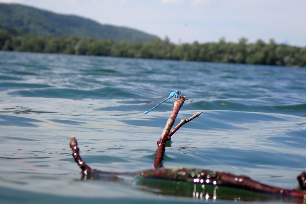 libellule sur le lac de Pierre-Châtel