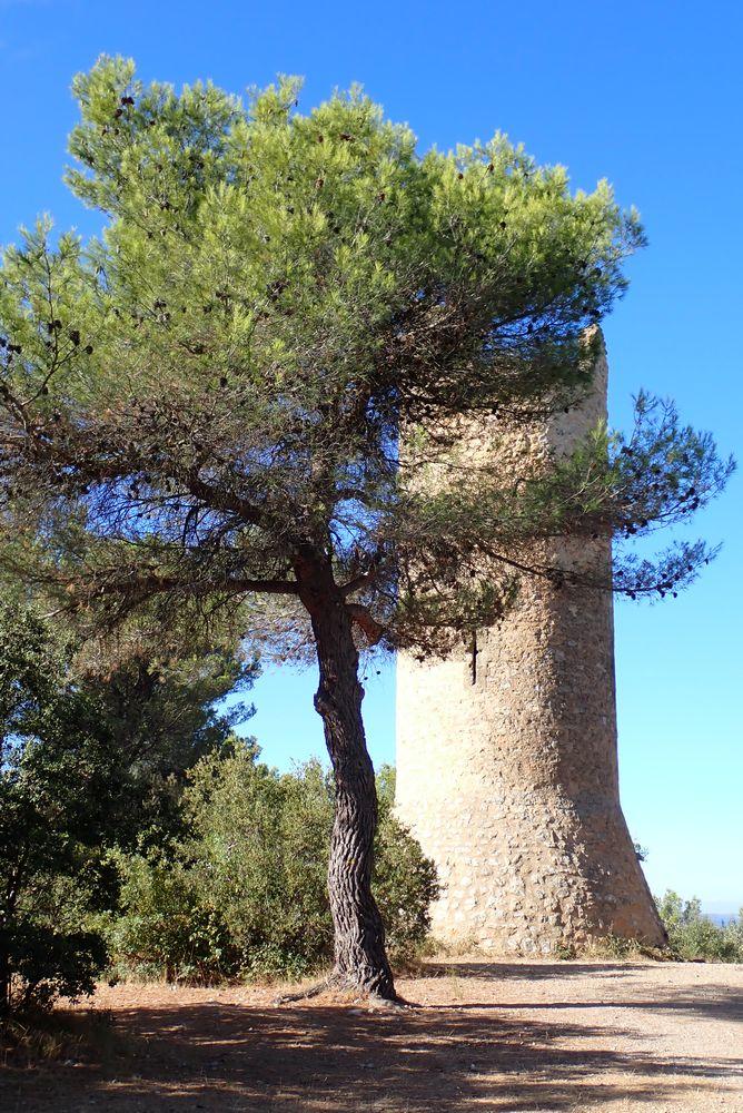 tour de césar et pin d'alep