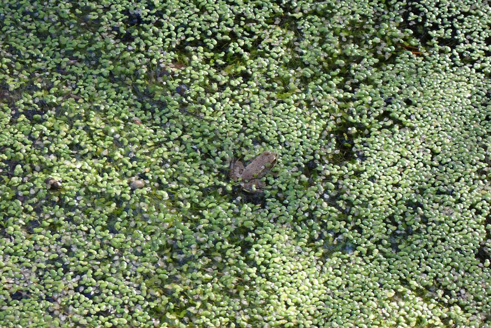 rainette dans les lentilles d'eau